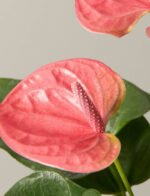 Pink Anthurium